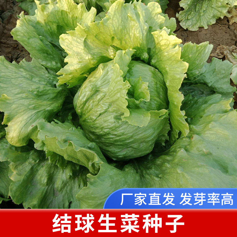 结球生菜种子包心球生菜种籽阳台盆栽四季球生菜种孑青菜种子大全