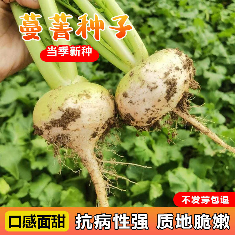 蔓菁籽蔓菁疙瘩萝卜种籽菜籽种大全秋冬秋后菜种子过年菜种