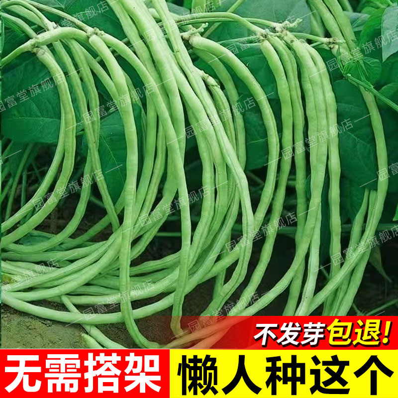 四季高产不搭架长豇豆种子图片