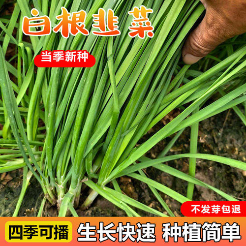 白根韭菜宽叶浓郁高产