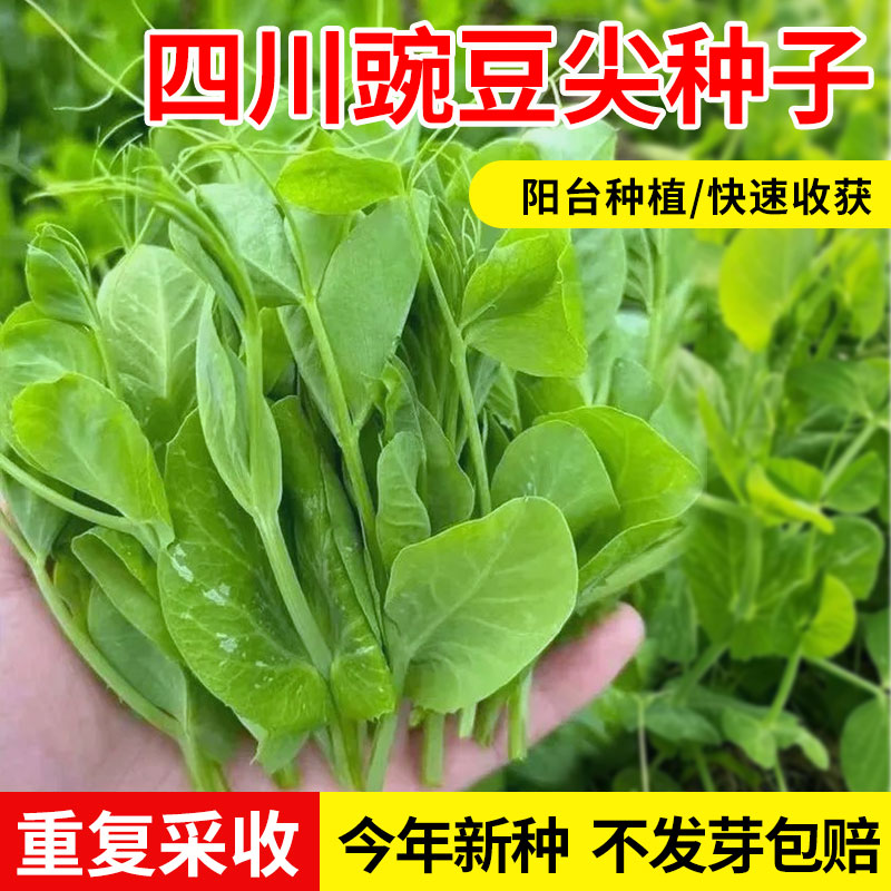 耐寒无须四川水培种籽