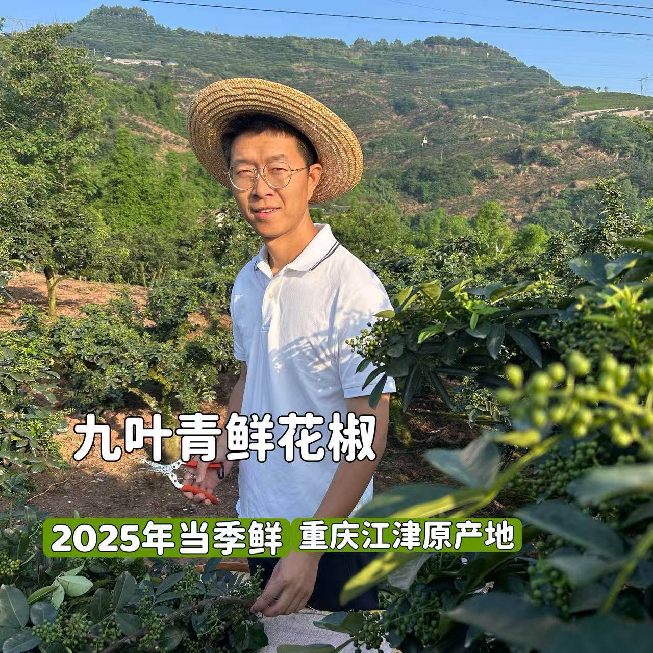 重庆江津新鲜花椒真空九叶青麻椒