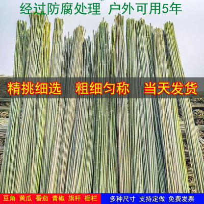 竹林新砍伐老竹，硬度高结实耐用