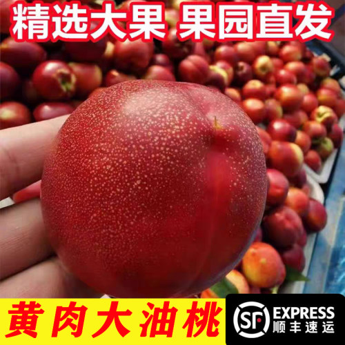 砀山油桃黄心脆甜现摘现发