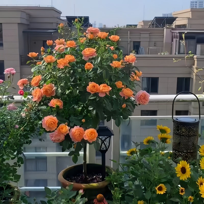 果汁阳台棒棒糖月季花苗带花苞四季好养阳台庭院盆栽地栽树桩月季,鲜花速递/花卉仿真/绿植园艺,月季/蔷薇/玫瑰,淘宝优惠券,粉丝福利购,淘宝优惠卷