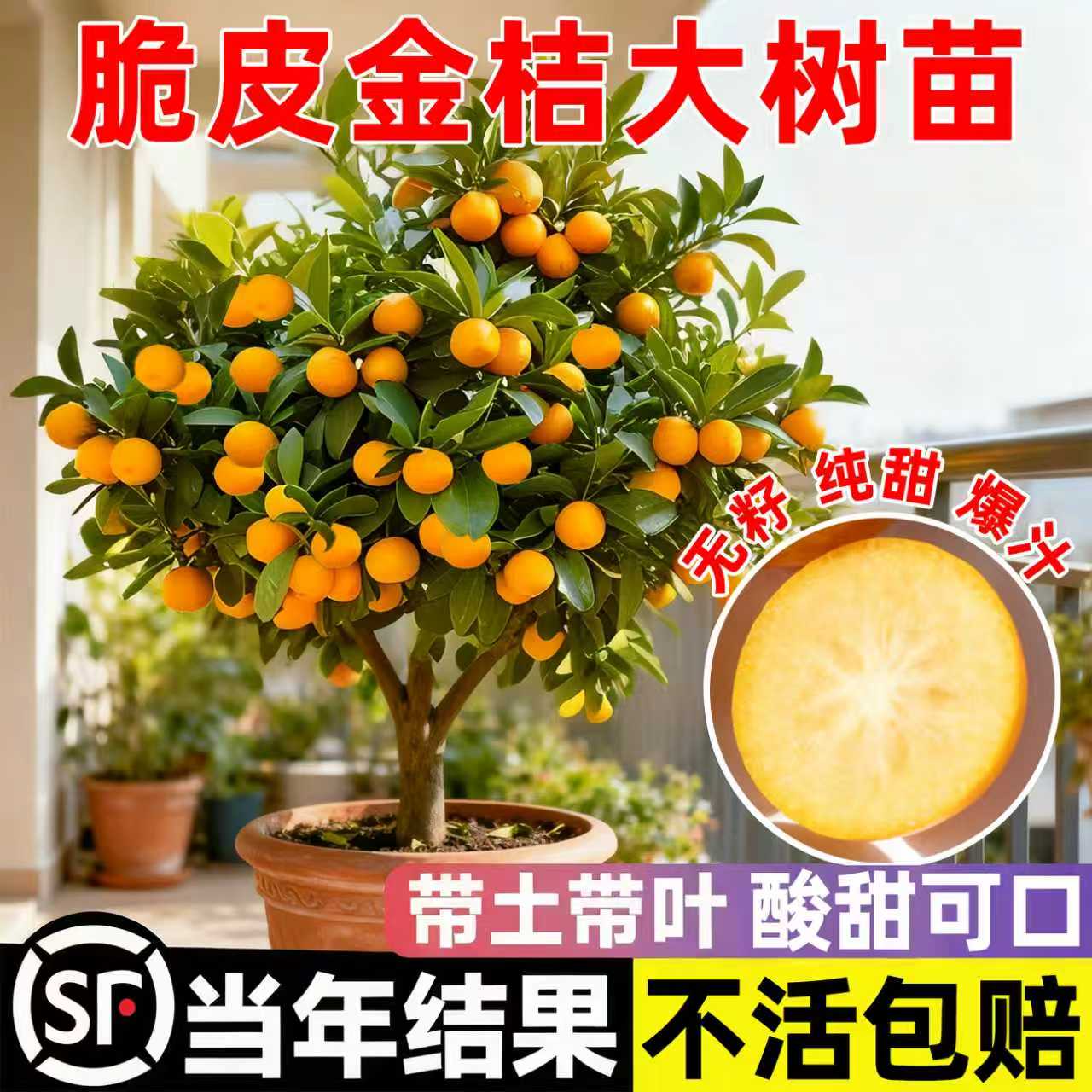 正宗脆皮金桔树树苗带果发当年
