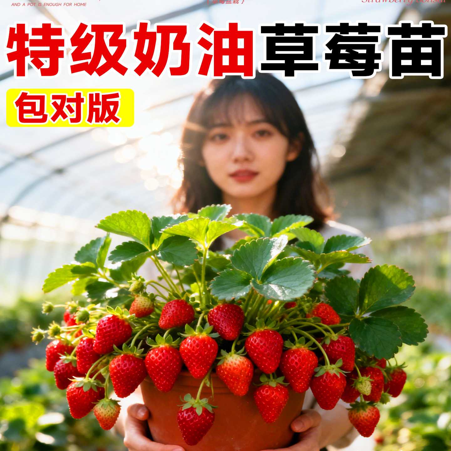 草莓苗秧奶油草莓盆栽特大号四季