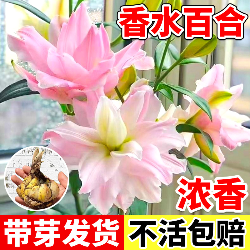 进口香水百合花种球带芽