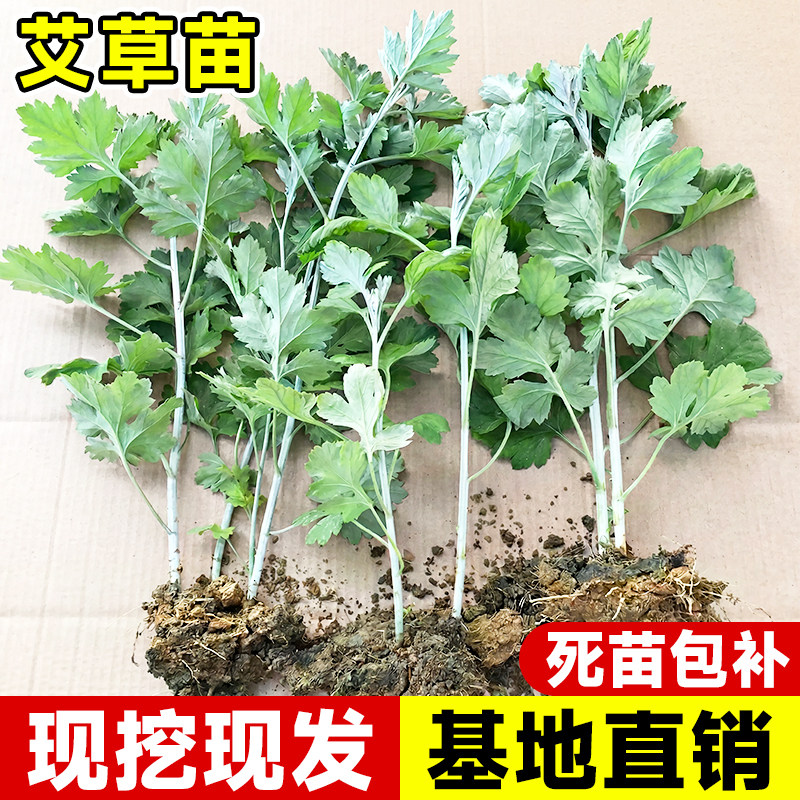 药用食用大叶艾草根种植艾草种子苗驱蚊艾蒿新鲜四季带根艾草苗