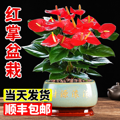 红掌盆栽带花鸿运当头