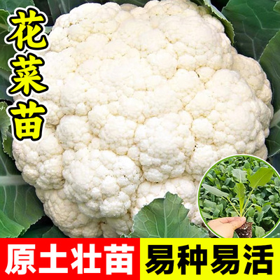 花菜苗白花菜秧苗西兰花苗