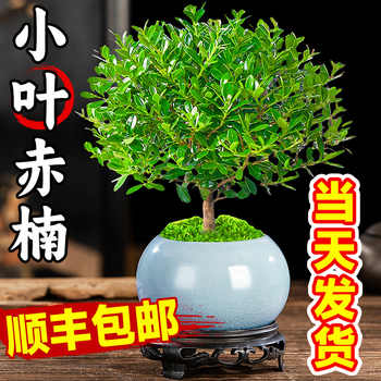 小叶赤楠老桩苗紫檀微景观