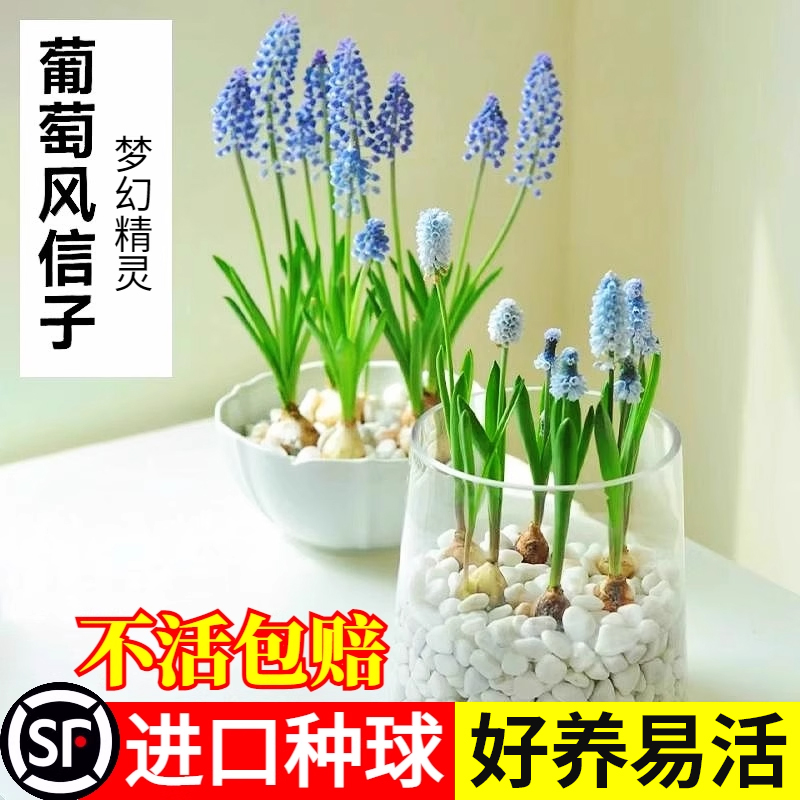 5颗水培葡萄风信子方玻璃