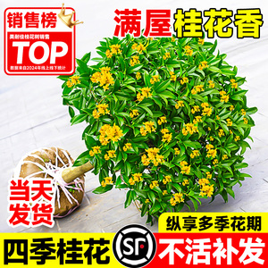 桂花盆栽庭院四季可食用浓香型