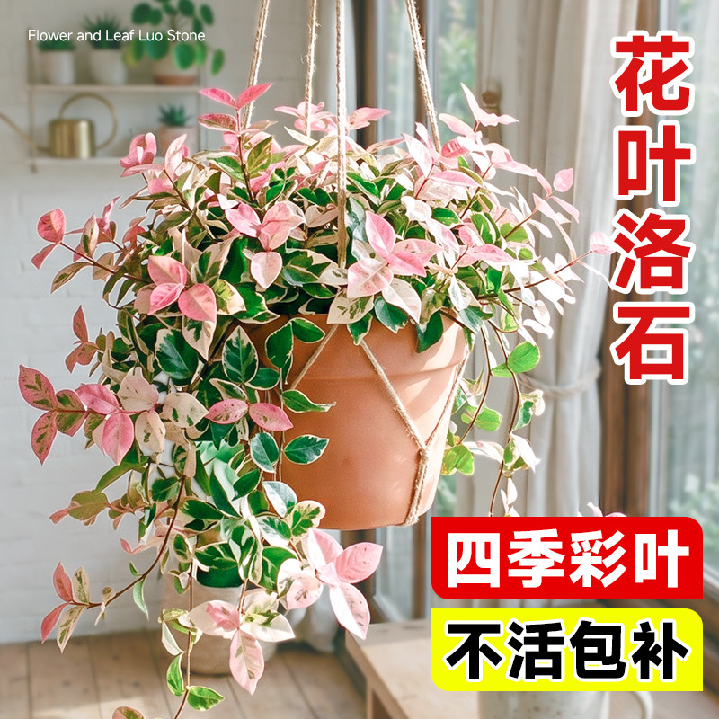 花叶络石盆栽阳台庭院好养植物图片