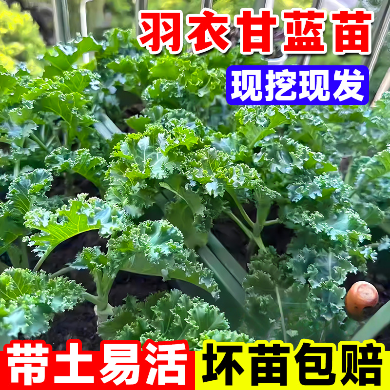 羽衣甘蓝苗秧苗羽衣甘蓝盆栽