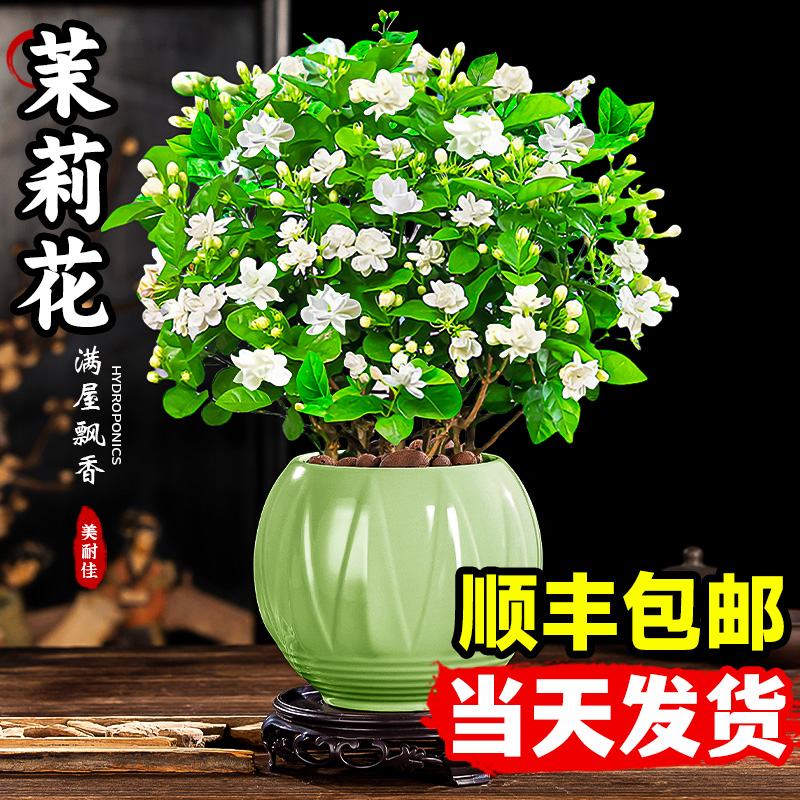 茉莉花苗盆栽带花苞易活室内好养