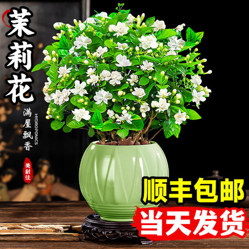 茉莉花苗盆栽带花苞易活室内好养