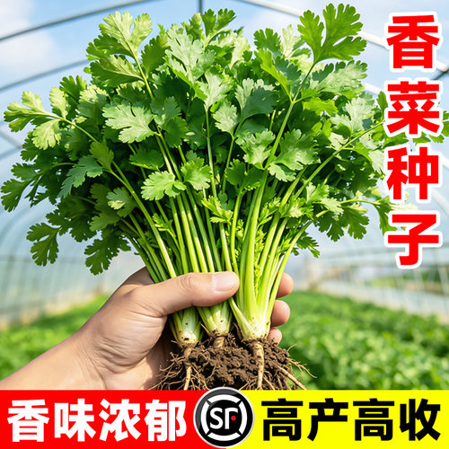 四季香菜种子大小叶老品种