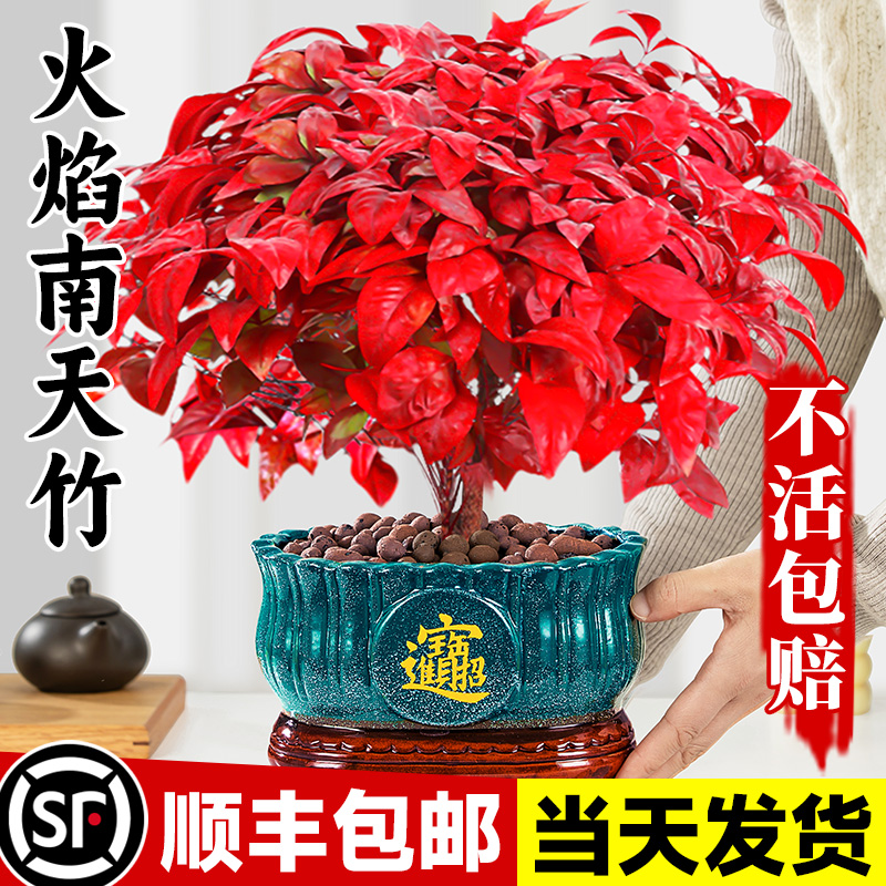 火焰南天竹盆栽观叶红小景