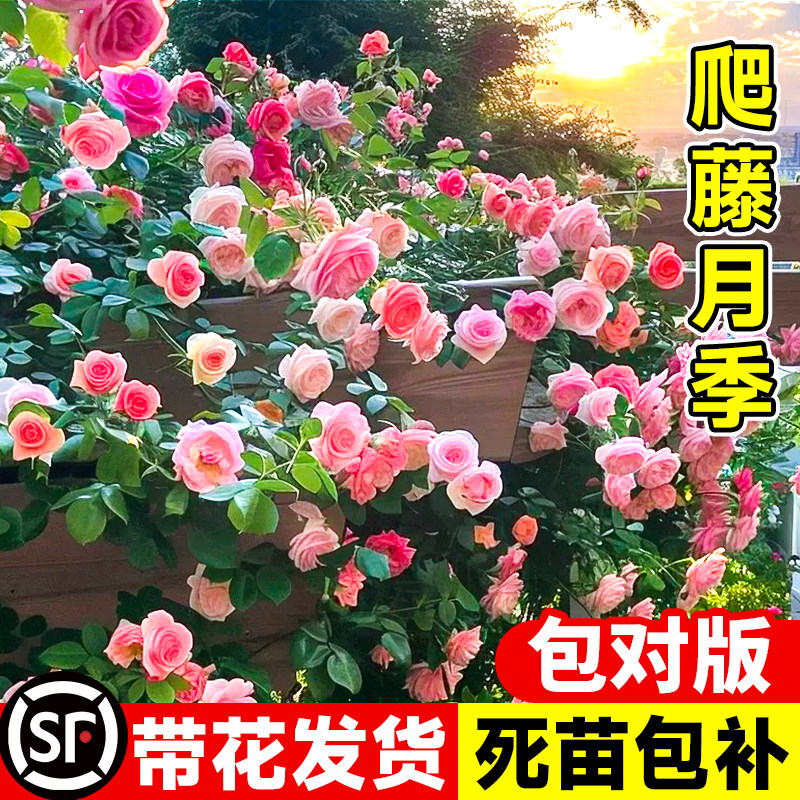 蔷薇花苗爬藤月季花卉植物盆栽特大苗室外庭院爬墙月季玫瑰花树苗,鲜花速递/花卉仿真/绿植园艺,月季/蔷薇/玫瑰,淘宝优惠券,粉丝福利购,淘宝优惠卷