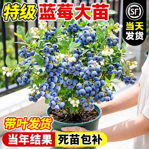 蓝莓树果苗盆栽蓝梅树苗带大果