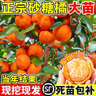 沙糖桔子树苗正宗广西砂糖橘树苗南方北方种植橙子无籽橘子树果苗