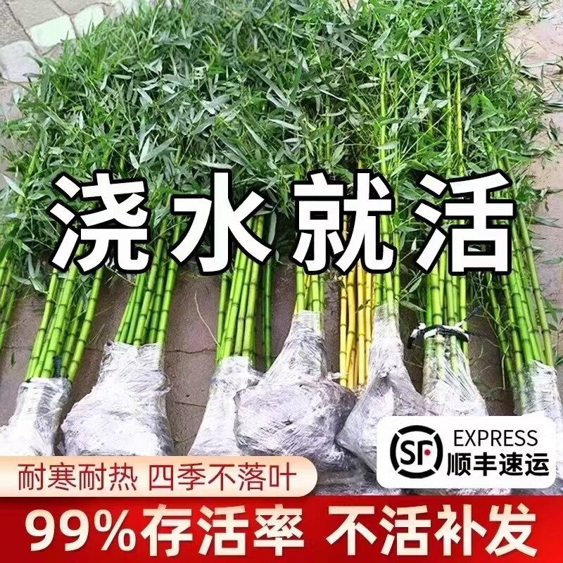 竹子苗庭院室内外观赏盆栽黄金竹罗汉竹紫竹苗毛青竹带土四季包活