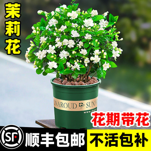 茉莉花苗盆栽带花苞好养易活
