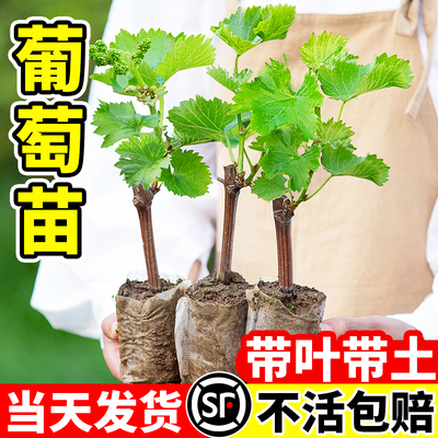 巨峰葡萄苖阳光玫瑰蓝宝石