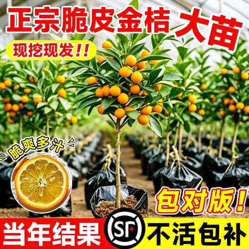 正宗脆皮金桔树树苗带果发当年