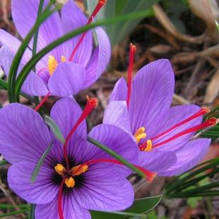 药用正宗藏红花种球苗盆栽花卉种子耐寒水培植物室内室外多季开花