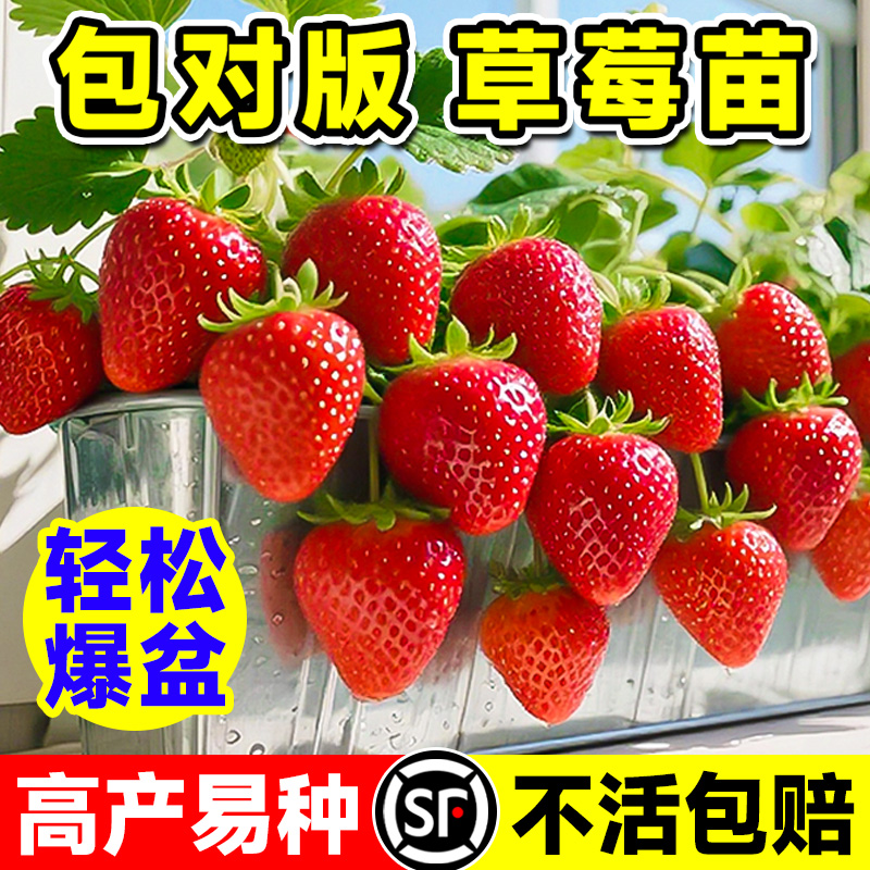 草莓苗秧四季结果红草莓阳台盆栽