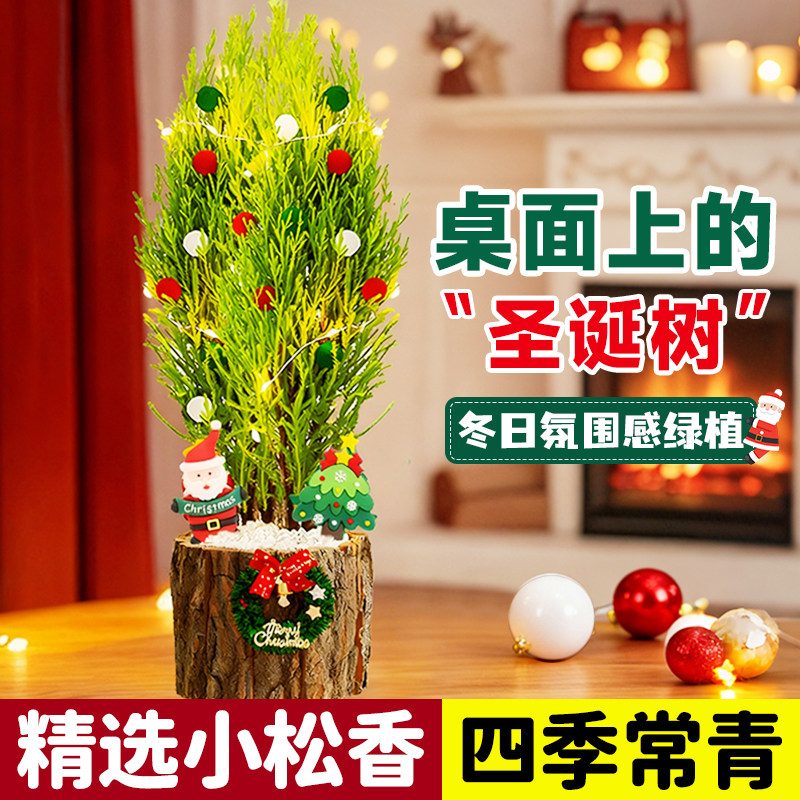 2025新款圣诞树香松盆栽