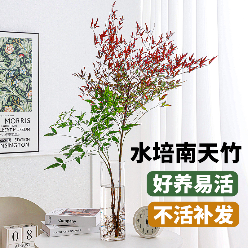 南天竹水培植物室内养花卉