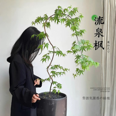 流泉枫盆栽绿植书房客厅室