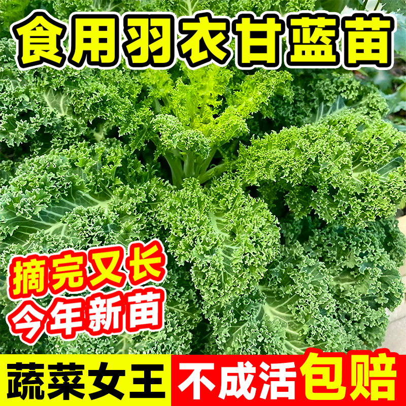 羽衣甘蓝苗耐寒秋冬蔬菜苗