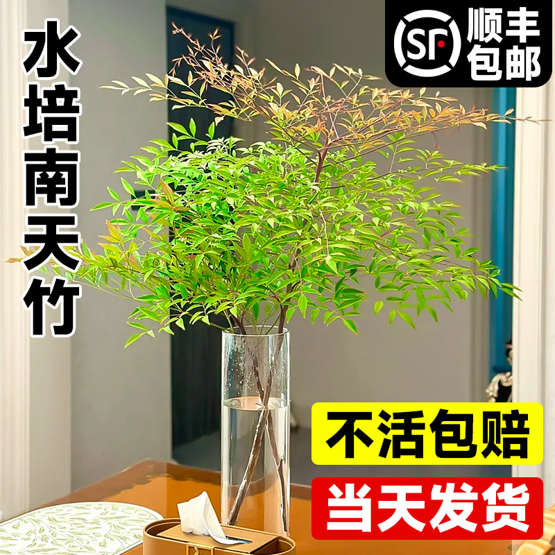 南天竹水培绿植火焰红养盆