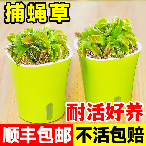 超大捕蝇草盆栽猪笼耐寒绿