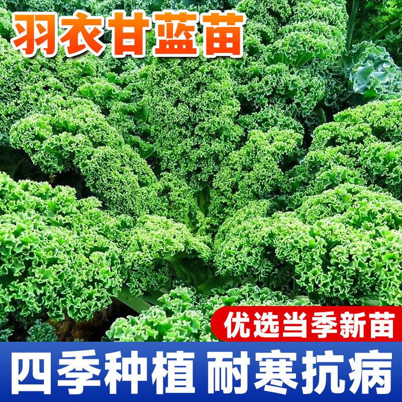 绿羽衣甘蓝食用大苗正宗带土地栽四季有机蔬菜苗盆栽孢子甘蓝秧苗