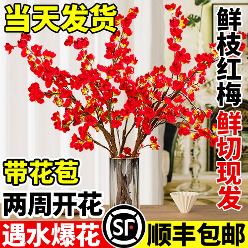 红梅干枝水培鲜切枝条雪柳枝珍珠李室内水养花卉桃花支腊梅花盆栽
