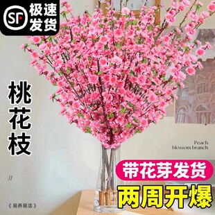 桃花枝水培鲜切枝桃花运新鲜真花遇水爆花过年客厅好养红梅枝干枝
