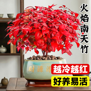 火焰南天竹客厅室内办公室绿植正宗红叶盆栽旺宅四季耐寒特级观叶