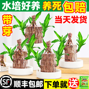 巴西木水培幸运木开花带芽叶盆栽四季好养室内绿植水养植物格鲁特