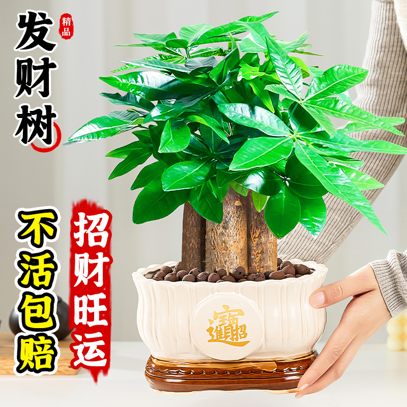 发财树盆栽室内客厅好养