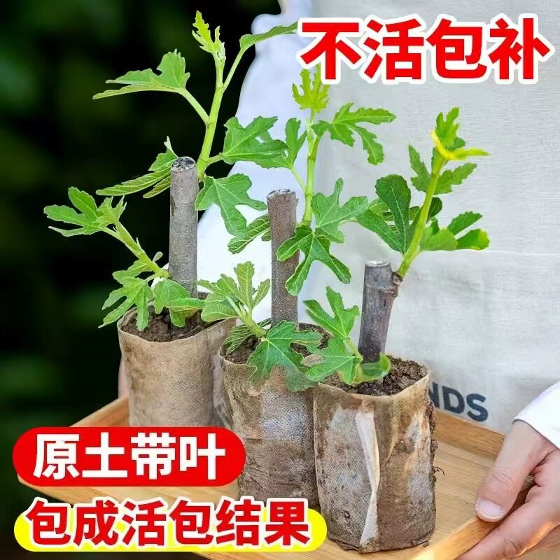 无花果树果苗带叶盆栽波姬红当年结果四季庭院阳台地栽南北方种植