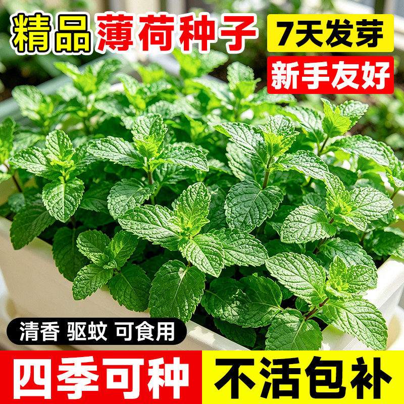 可食用薄荷种籽子盆栽图片