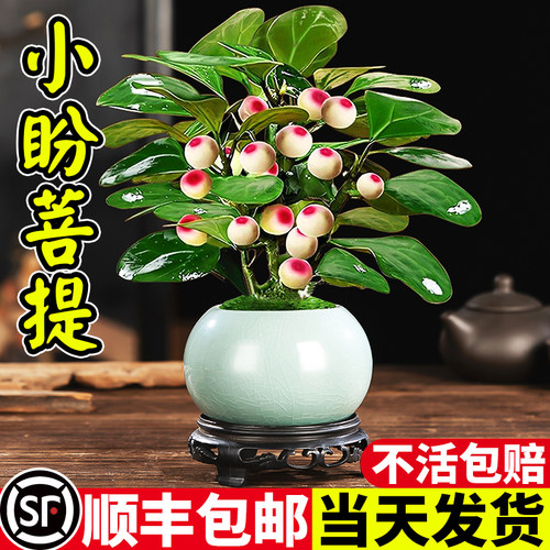 菩提树盆栽小盼菩提带果盆景室内