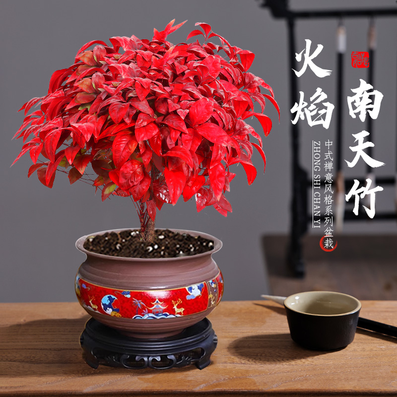 火焰南天竹盆栽观叶红小景
