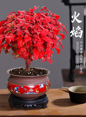 火焰南天竹盆栽观叶红叶小盆景好养耐寒绿植物树苗茶桌禅意微景观